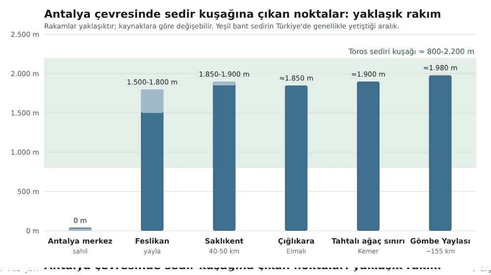 Toros Dağları'nda sedir ormanı kuşağının rakıma göre dağılımını gösteren şema